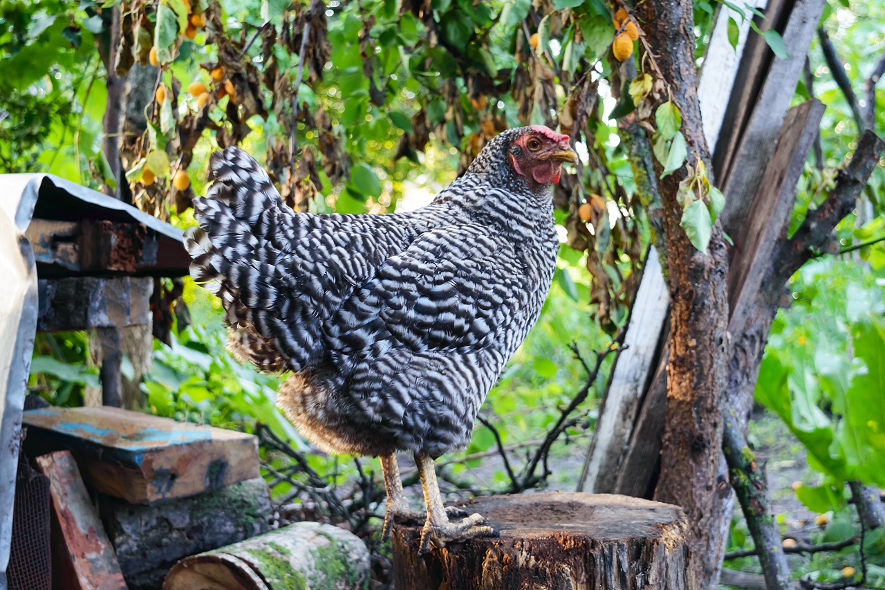 Une grande poule se dresse sur une souche dans le jardin.